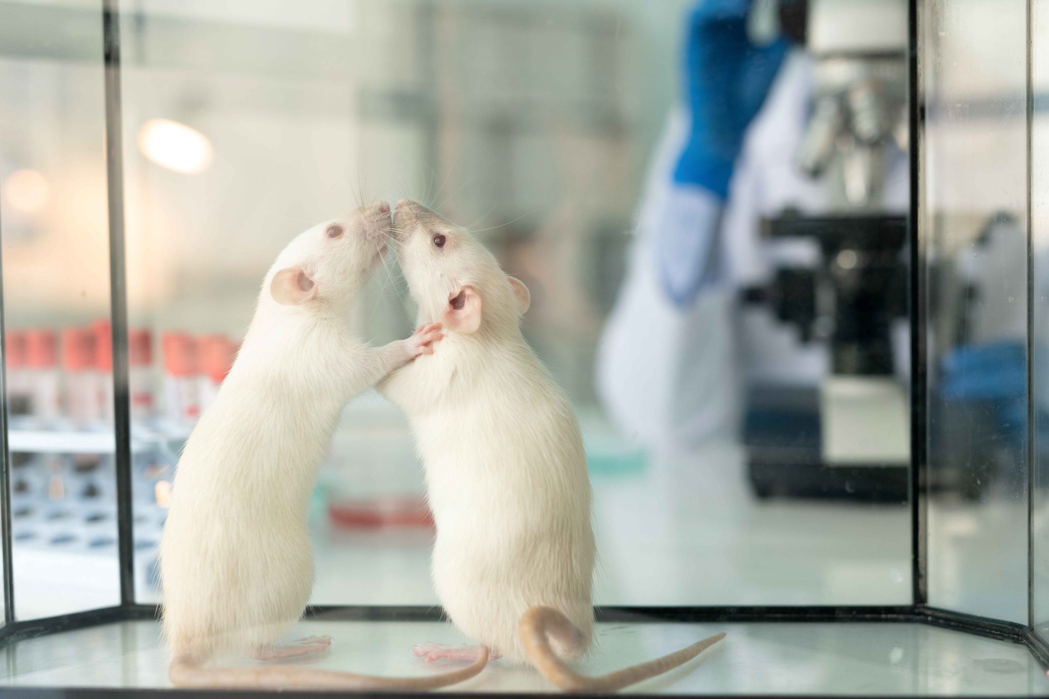 5 façons simples d’améliorer le bienêtre de votre rat de laboratoire