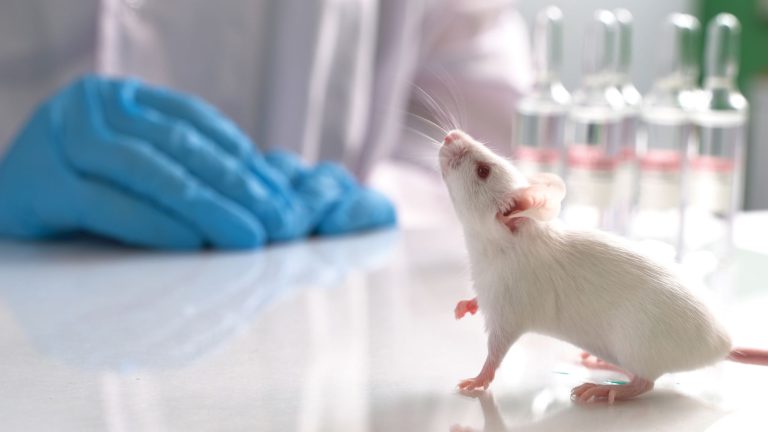 How to Control C. bovis in Lab Mice Studies - Allentown