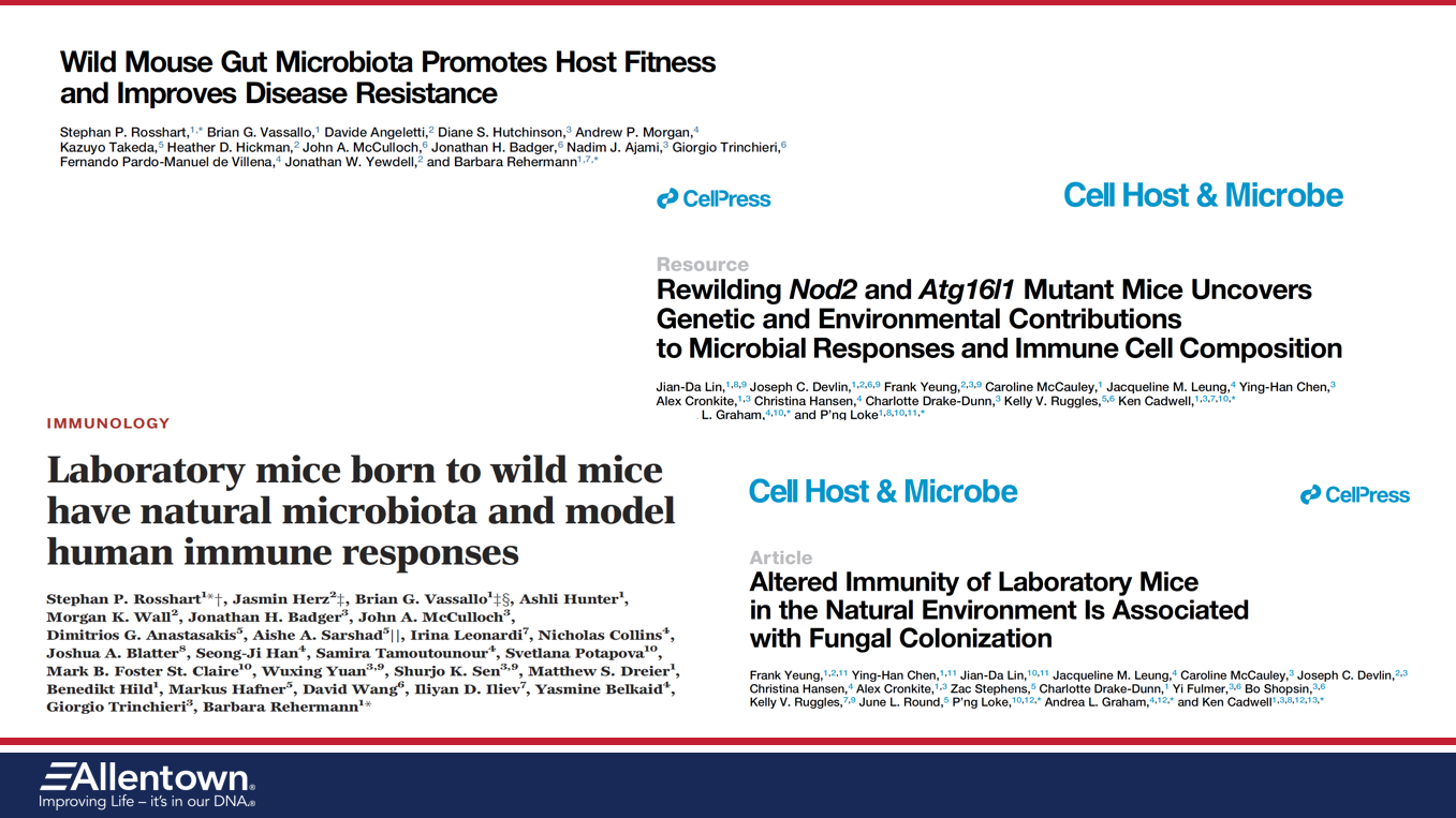 Wild Mouse Gut Microbiota