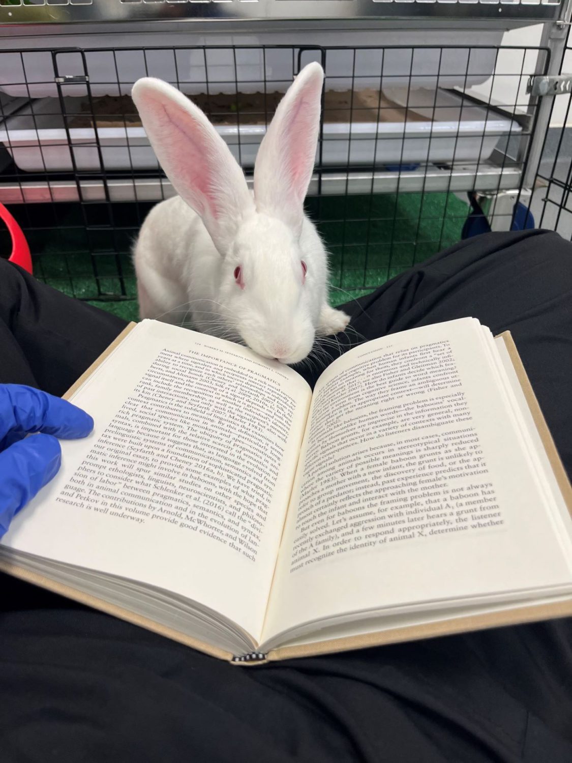 Lab Animal Tech Week: Celebrating Transformative Moments in Rabbit Enrichment at the University of Tennesse